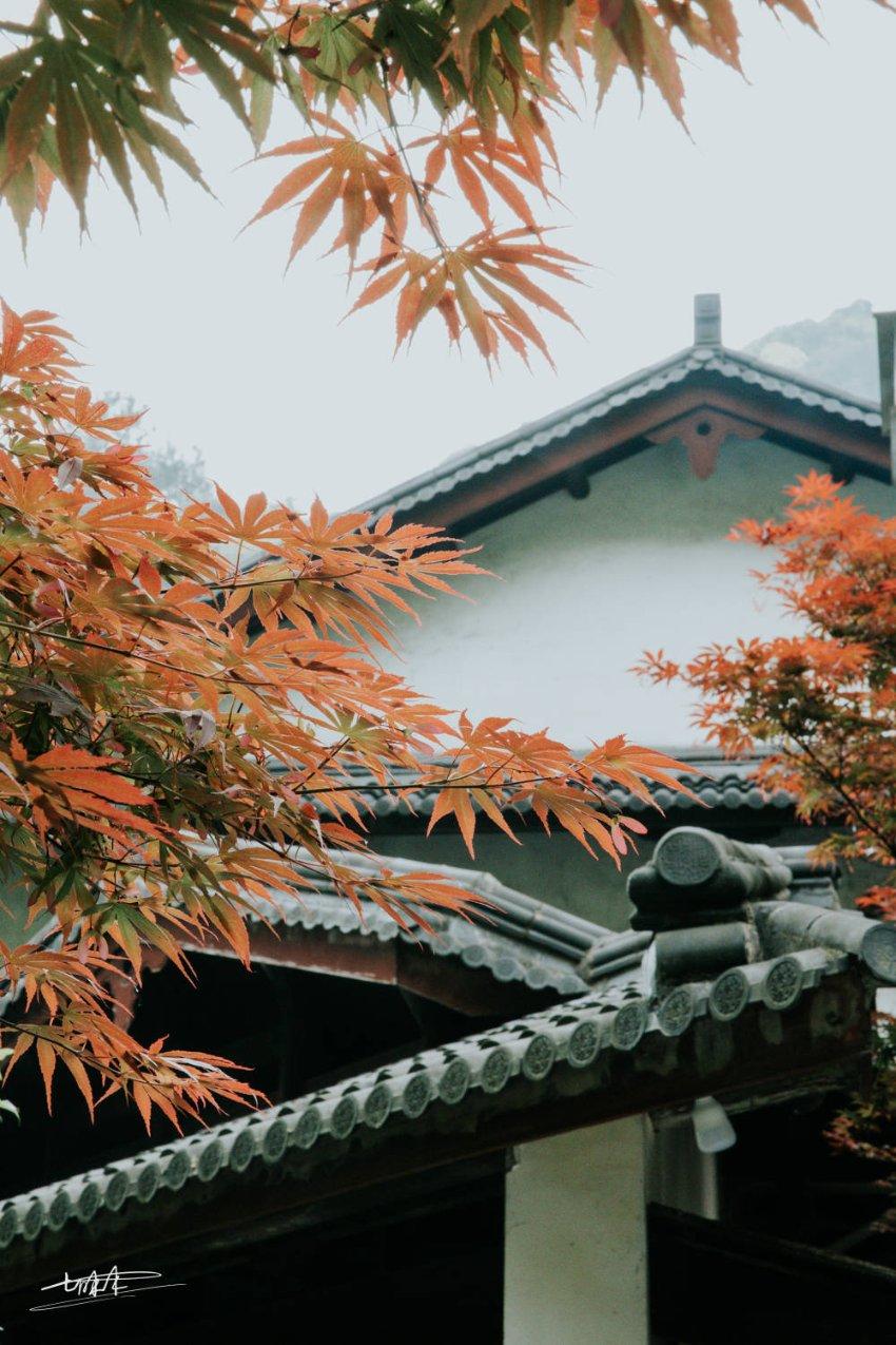 虫虫助手下载